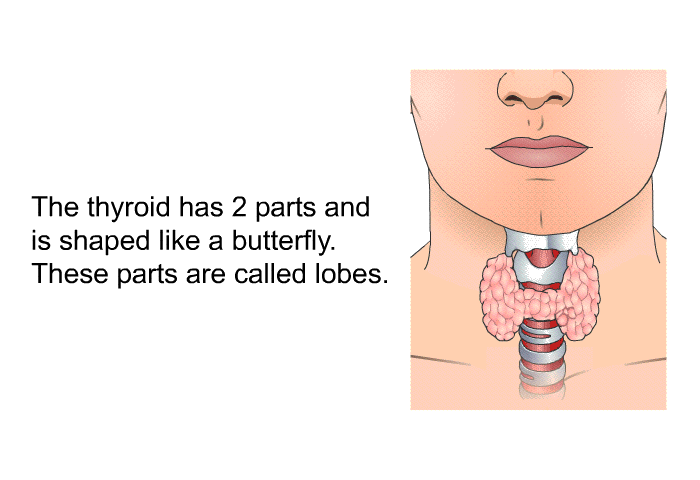 The thyroid has 2 parts and is shaped like a butterfly. These parts are called lobes.