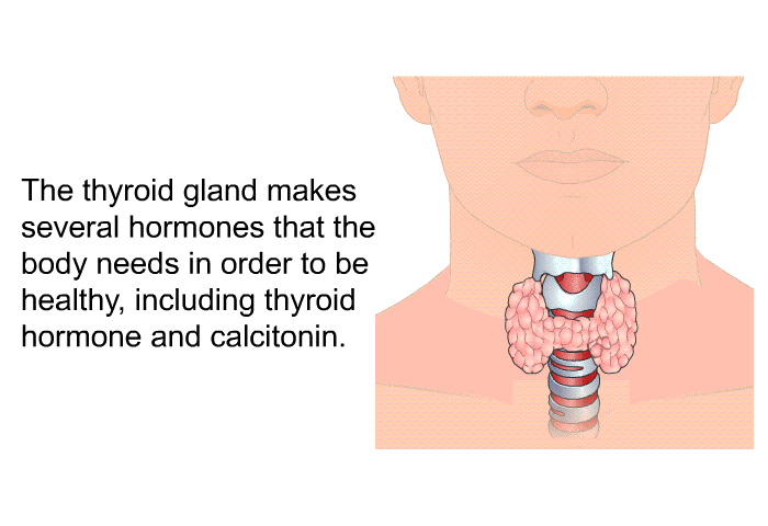 The thyroid gland makes several hormones that the body needs in order to be healthy, including thyroid hormone and calcitonin.