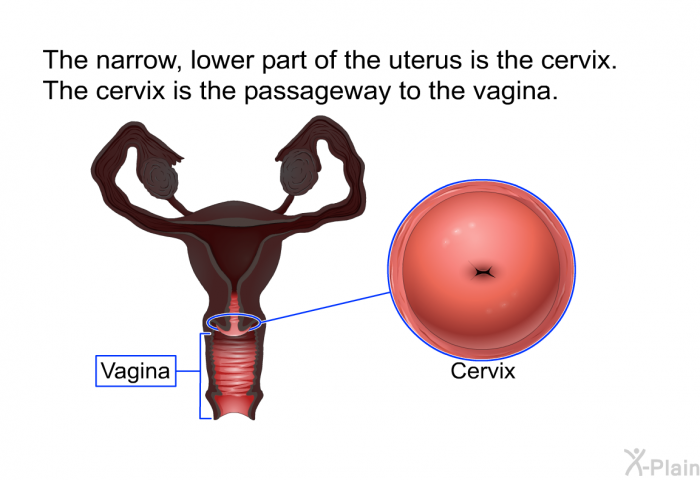The narrow, lower part of the uterus is the cervix. The cervix is the passageway to the vagina.