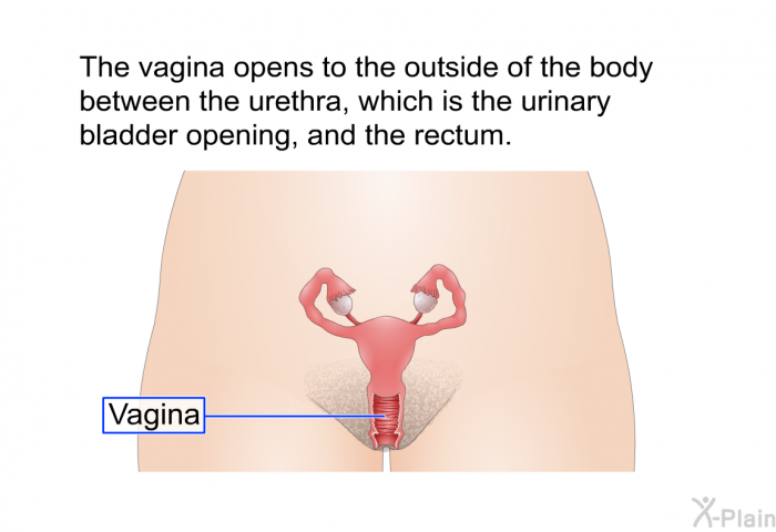 The vagina opens to the outside of the body between the urethra, which is the urinary bladder opening, and the rectum.
