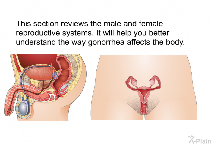 This section reviews the male and female reproductive systems. It will help you better understand the way gonorrhea affects the body.