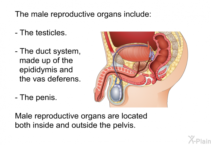 The male reproductive organs include:  The testicles. The duct system, made up of the epididymis and the vas deferens. The penis.  
 Male reproductive organs are located both inside and outside the pelvis.