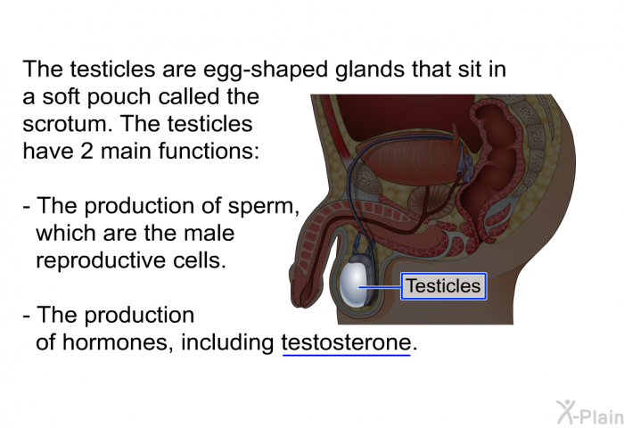 The testicles are egg-shaped glands that sit in a soft pouch called the scrotum. The testicles have 2 main functions:  The production of sperm, which are the male reproductive cells. The production of hormones, including testosterone.