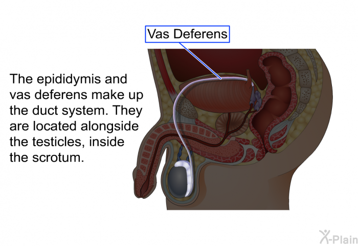 The epididymis and vas deferens make up the duct system. They are located alongside the testicles, inside the scrotum.
