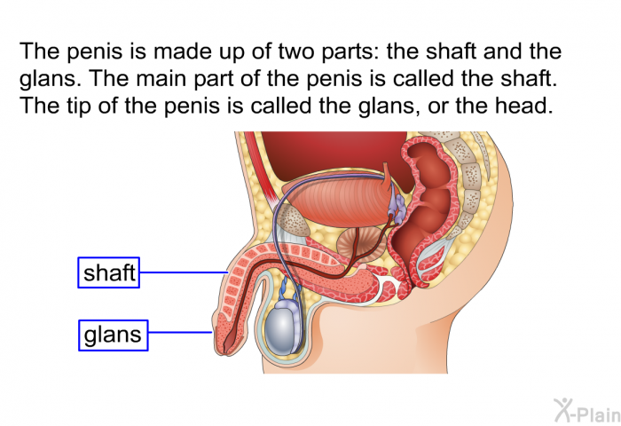 The penis is made up of two parts: the shaft and the glans. The main part of the penis is called the shaft. The tip of the penis is called the glans, or the head.