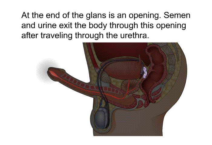 At the end of the glans is an opening. Semen and urine exit the body through this opening after traveling through the urethra.