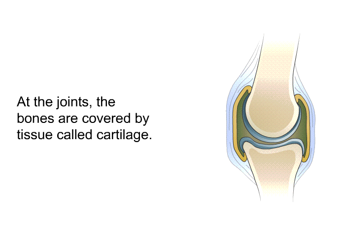 At the joints, the bones are covered by tissue called cartilage.