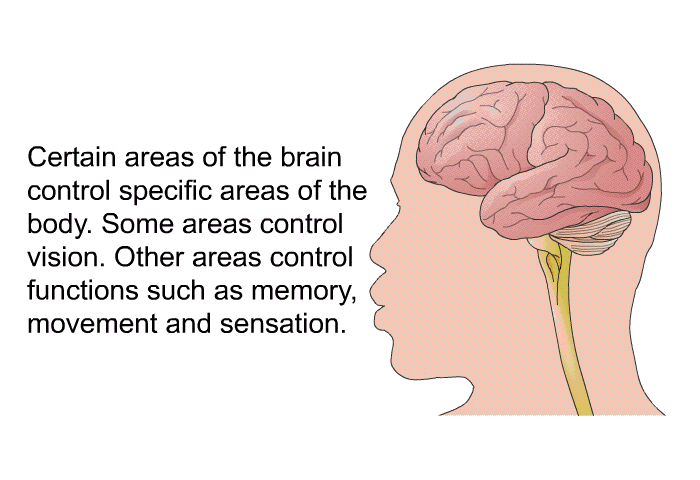 Certain areas of the brain control specific areas of the body. Some areas control vision. Other areas control functions such as memory, movement and sensation.