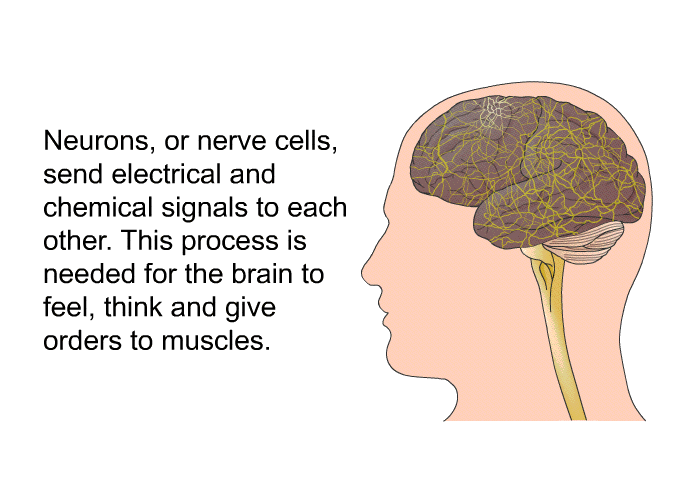 Neurons, or nerve cells, send electrical and chemical signals to each other. This process is needed for the brain to feel, think and give orders to muscles.