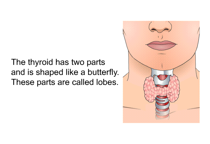 The thyroid has two parts and is shaped like a butterfly. These parts are called lobes.
