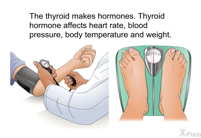 The thyroid makes hormones. Thyroid hormone affects heart rate, blood pressure, body temperature and weight.