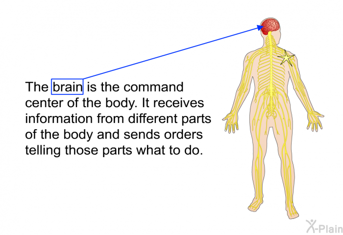 The brain is the command center of the body. It receives information from different parts of the body and sends orders telling those parts what to do.