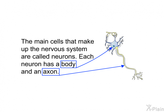 The main cells that make up the nervous system are called neurons. Each neuron has a body and an axon.