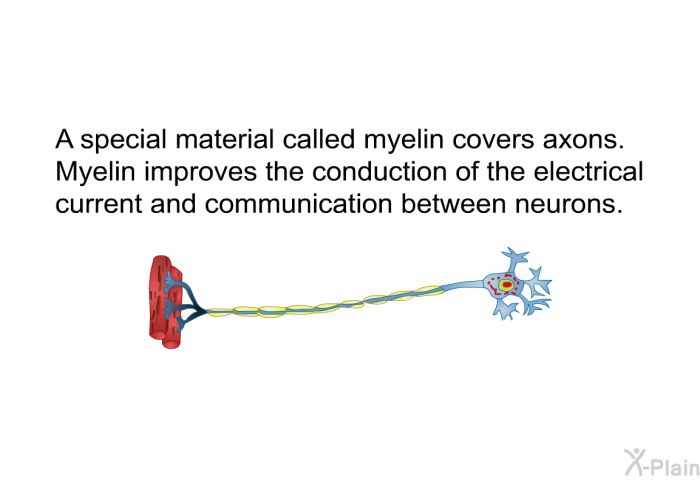 A special material called myelin covers axons. Myelin improves the conduction of the electrical current and communication between neurons.