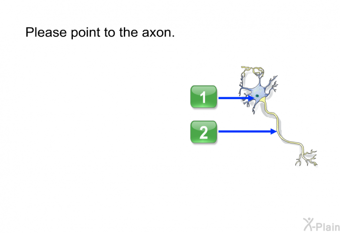 Please point to the axon.