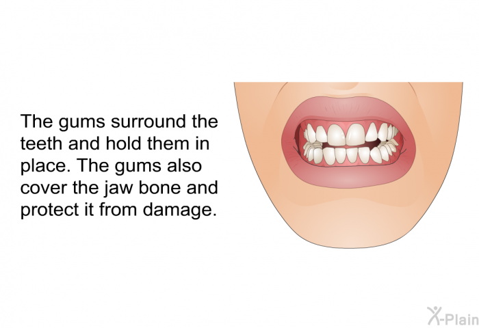 The gums surround the teeth and hold them in place. The gums also cover the jaw bone and protect it from damage.