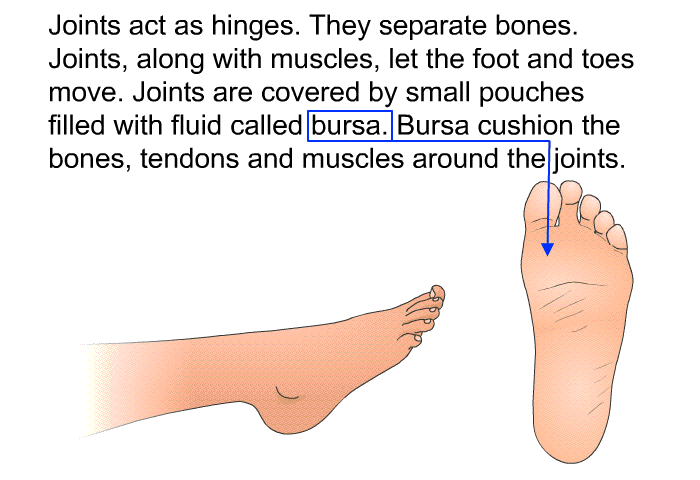 Joints act as hinges. They separate bones. Joints, along with muscles, let the foot and toes move. Joints are covered by small pouches filled with fluid called bursa. Bursa cushion the bones, tendons and muscles around the joints.
