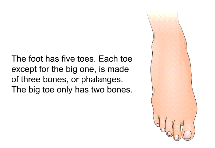 The foot has five toes. Each toe except for the big one is made of three bones, or phalanges. The big toe only has two bones.