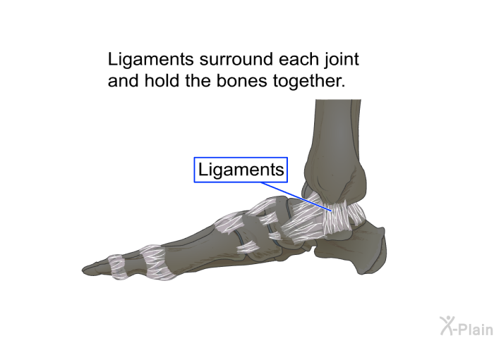 Ligaments surround each joint and hold the bones together.