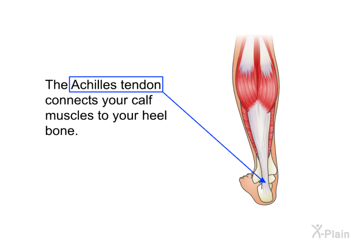The Achilles tendon connects your calf muscles to your heel bone.