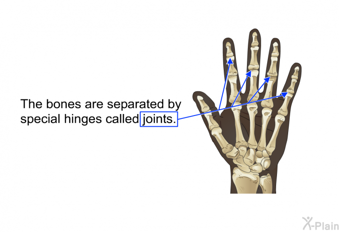 The bones are separated by special hinges called joints.