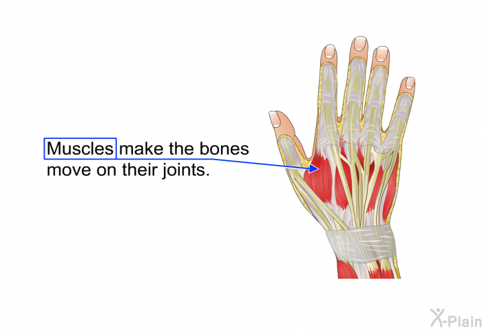 Muscles make the bones move on their joints.