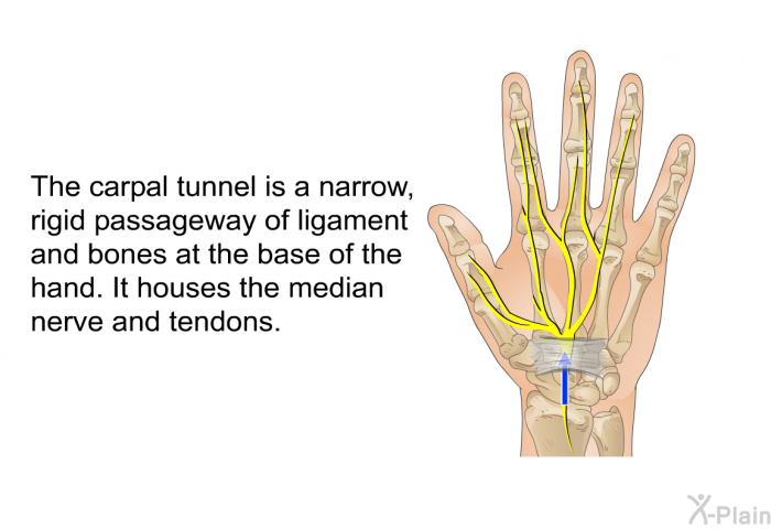 The carpal tunnel is a narrow, rigid passageway of ligament and bones at the base of the hand. It houses the median nerve and tendons.
