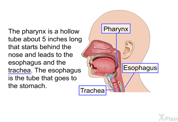 The pharynx is a hollow tube about 5 inches long that starts behind the nose and leads to the esophagus and the trachea. The esophagus is the tube that goes to the stomach.