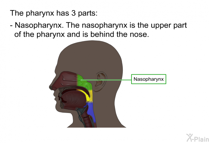 The pharynx has 3 parts:  Nasopharynx. The nasopharynx is the upper part of the pharynx and is behind the nose.