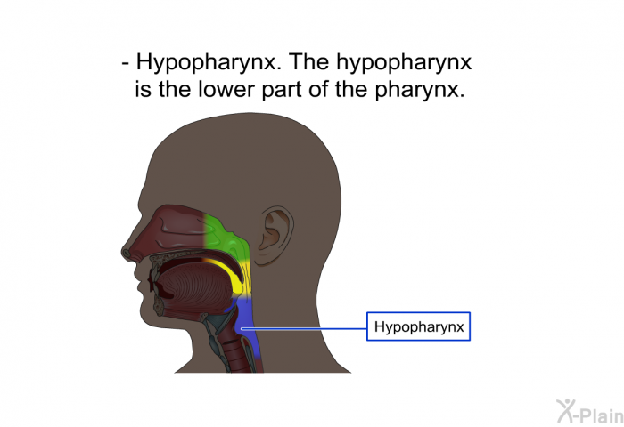 Hypopharynx. The hypopharynx is the lower part of the pharynx.