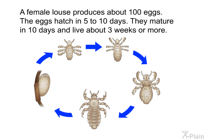 A female louse produces about 100 eggs. The eggs hatch in 5 to 10 days. They mature in 10 days and live about 3 weeks or more.