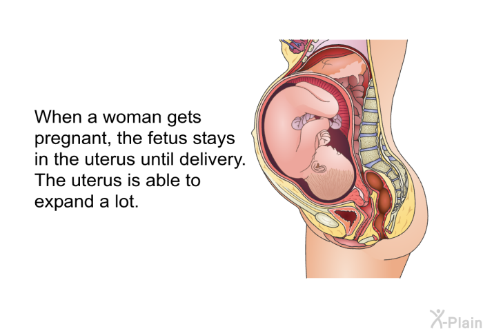 When a woman gets pregnant, the fetus stays in the uterus until delivery. The uterus is able to expand a lot.