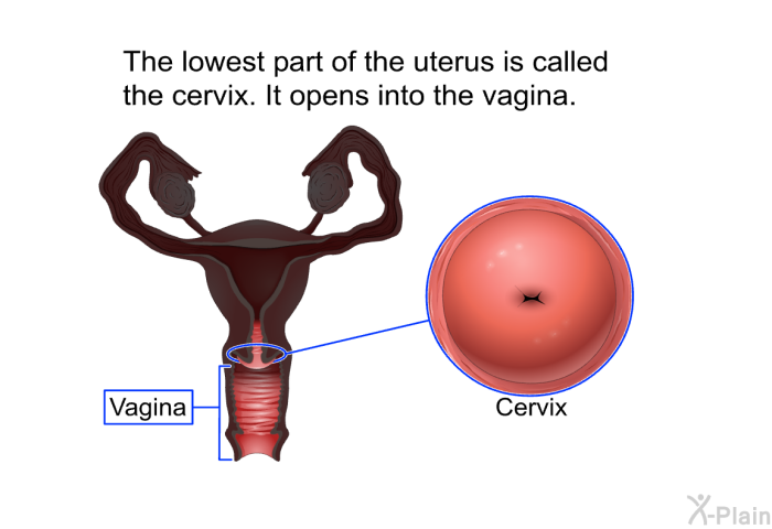 The lowest part of the uterus is called the cervix. It opens into the vagina.