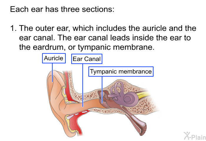 Each ear has three sections:  The outer ear, which includes the auricle and the ear canal. The ear canal leads inside the ear to the eardrum, or tympanic membrane.