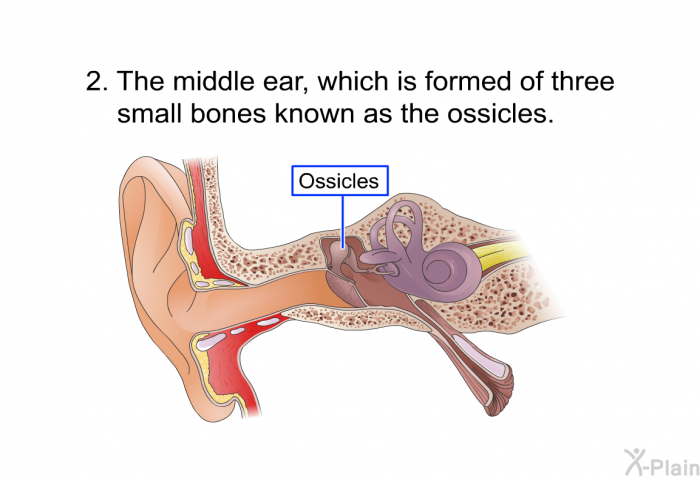 The middle ear, which is formed of three small bones known as the ossicles.