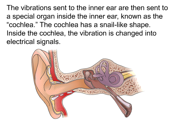 The vibrations sent to the inner ear are then sent to a special organ inside the inner ear, known as the “cochlea.” The cochlea has a snail-like shape. Inside the cochlea, the vibration is changed into electrical signals.