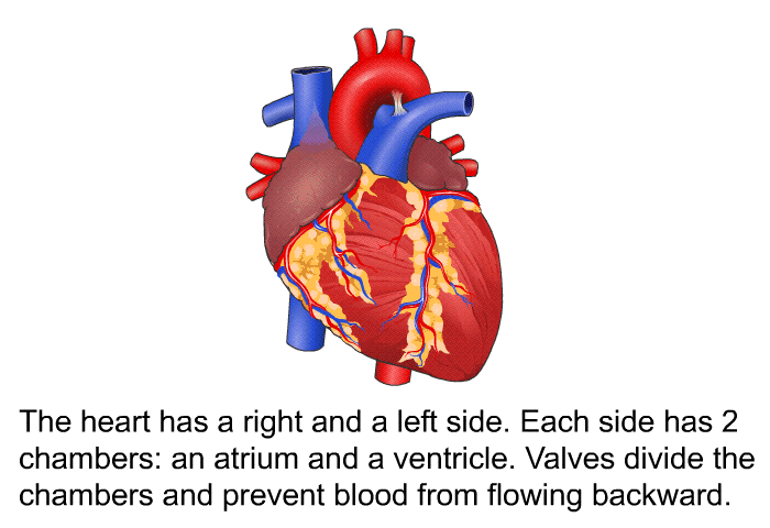 The heart has a right and a left side. Each side has 2 chambers: an atrium and a ventricle. Valves divide the chambers and prevent blood from flowing backward.