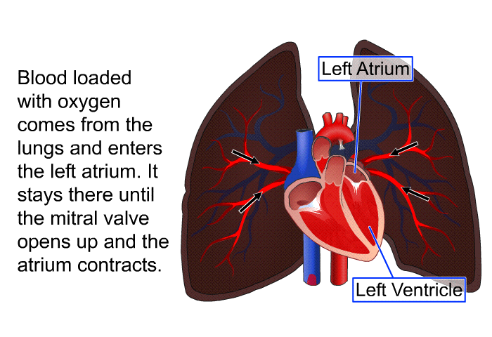 Blood loaded with oxygen comes from the lungs and enters the left atrium. It stays there until the mitral valve opens up and the atrium contracts.