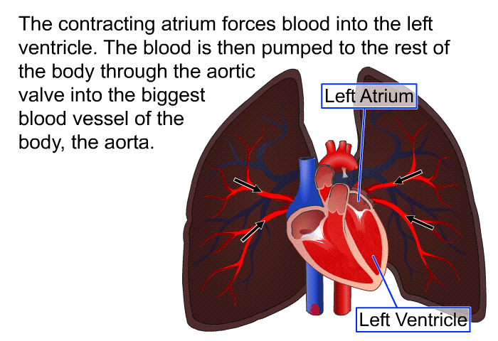 The contracting atrium forces blood into the left ventricle. The blood is then pumped to the rest of the body through the aortic valve into the biggest blood vessel of the body, the aorta.