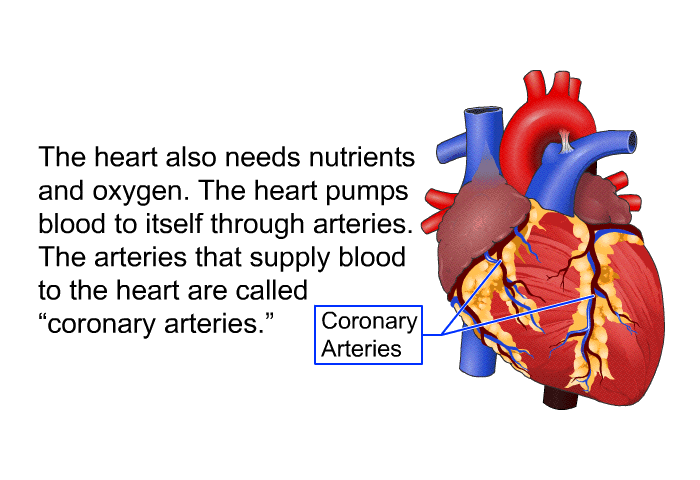 The heart also needs nutrients and oxygen. The heart pumps blood to itself through arteries. The arteries that supply blood to the heart are called “coronary arteries.”