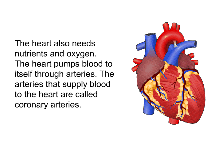 The heart also needs nutrients and oxygen. The heart pumps blood to itself through arteries. The arteries that supply blood to the heart are called coronary arteries.