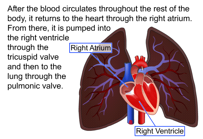 After the blood circulates throughout the rest of the body, it returns to the heart through the right atrium. From there, it is pumped into the right ventricle through the tricuspid valve and then to the lung through the pulmonic valve.