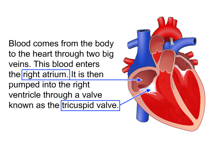 Blood comes from the body to the heart through two big veins. This blood enters the right atrium. It is then pumped into the right ventricle through a valve known as the tricuspid valve.