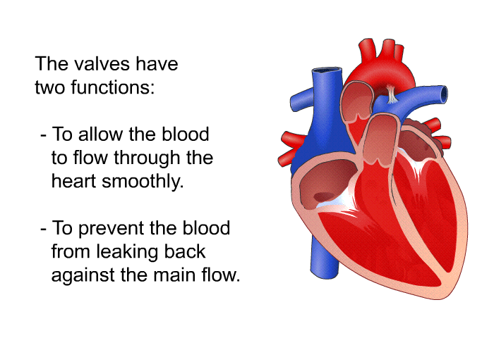 The valves have two functions:  To allow the blood to flow through the heart smoothly. To prevent the blood from leaking back against the main flow.