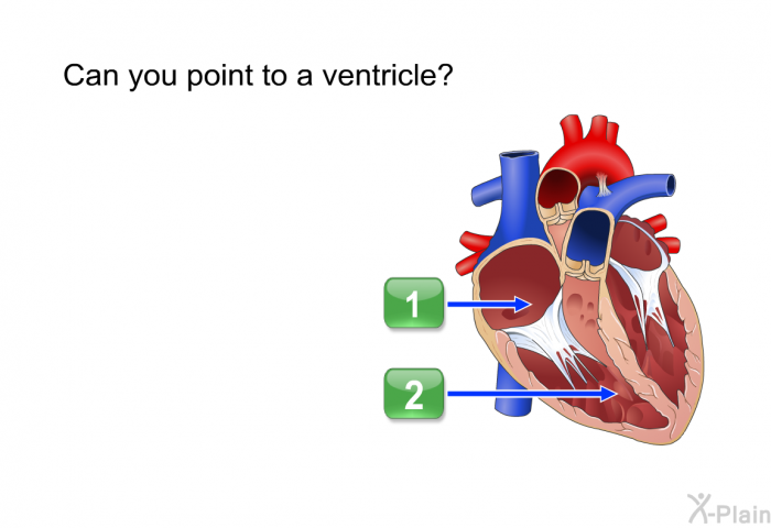 Can you point to a ventricle?