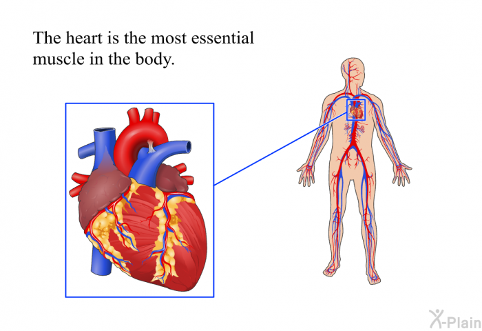 The heart is the most essential muscle in the body.