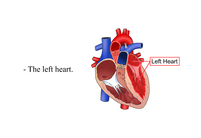 The left heart.