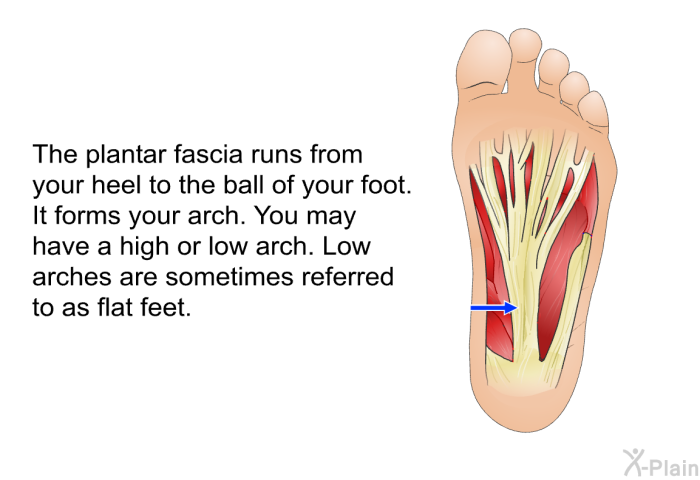 The plantar fascia runs from your heel to the ball of your foot. It forms your arch. You may have a high or low arch. Low arches are sometimes referred to as flat feet.