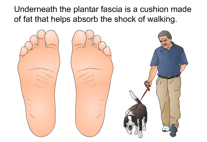 Underneath the plantar fascia is a cushion made of fat that helps absorb the shock of walking.