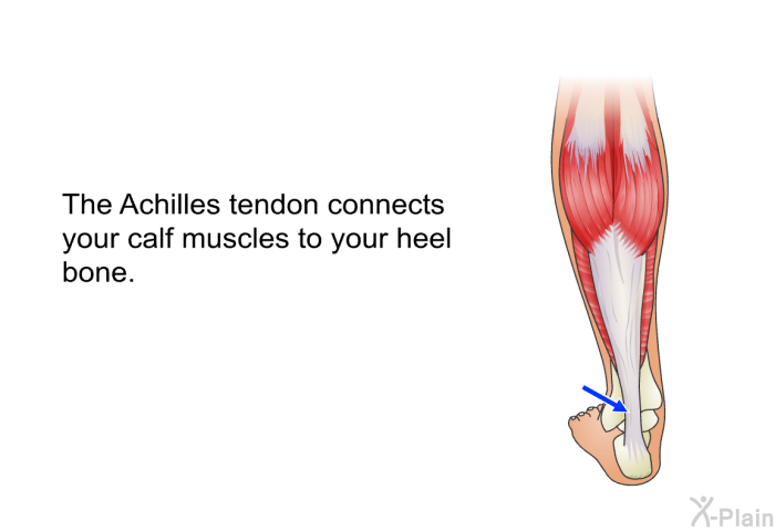 The Achilles tendon connects your calf muscles to your heel bone.